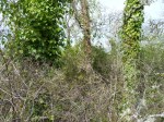 ivy-killing-garry-oaks-p1100401