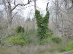 ivy-killing-garry-oaks-p1100440