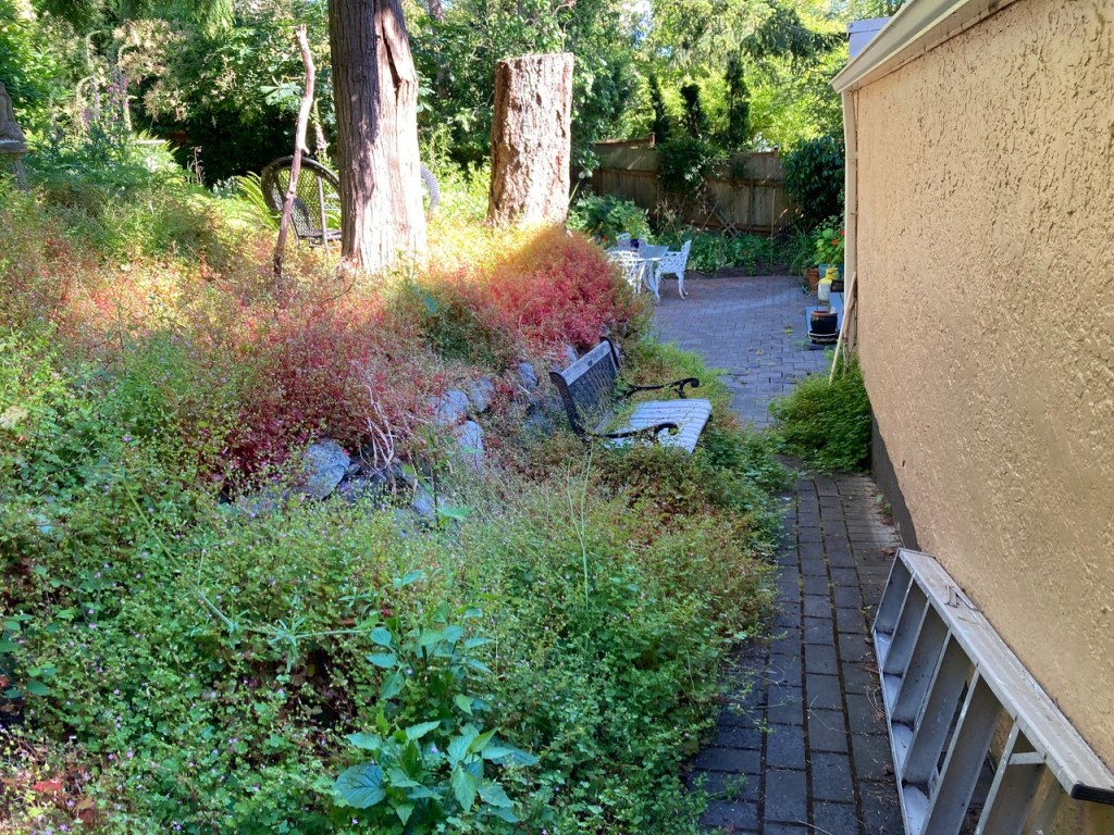 A yard infested with Shiny Geranium.