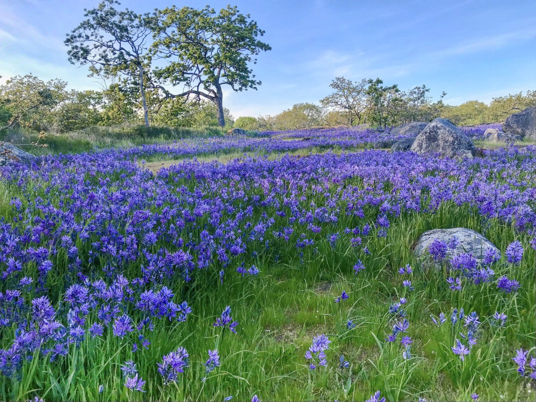 A meadow in uplands park during the peak of camas bloom.